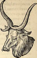 Picture 51 of 971 from Icones animalium quadrupedum uiuiparorum et ouiparorum : quae in Historiae animalium Conradi Gesneri libro I. et II. describuntur, cum nomenclaturis singulorum latinis, graecis, italicis, gallicis, et germanicis plerunque, et aliarum quoque linguarum, certis ordinibus digestae (1560), leaf 55