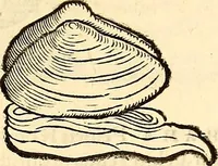 An illustration from Icones animalium quadrupedum uiuiparorum et ouiparorum : quae in Historiae animalium Conradi Gesneri libro I. et II. describuntur, cum nomenclaturis singulorum latinis, graecis, italicis, gallicis, et germanicis plerunque, et aliarum quoque linguarum, certis ordinibus digestae (1560)