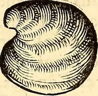 An illustration from Icones animalium quadrupedum uiuiparorum et ouiparorum : quae in Historiae animalium Conradi Gesneri libro I. et II. describuntur, cum nomenclaturis singulorum latinis, graecis, italicis, gallicis, et germanicis plerunque, et aliarum quoque linguarum, certis ordinibus digestae (1560)