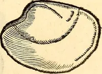 An illustration from Icones animalium quadrupedum uiuiparorum et ouiparorum : quae in Historiae animalium Conradi Gesneri libro I. et II. describuntur, cum nomenclaturis singulorum latinis, graecis, italicis, gallicis, et germanicis plerunque, et aliarum quoque linguarum, certis ordinibus digestae (1560)