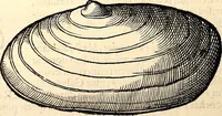 An illustration from Icones animalium quadrupedum uiuiparorum et ouiparorum : quae in Historiae animalium Conradi Gesneri libro I. et II. describuntur, cum nomenclaturis singulorum latinis, graecis, italicis, gallicis, et germanicis plerunque, et aliarum quoque linguarum, certis ordinibus digestae (1560)