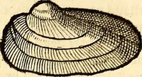 An illustration from Icones animalium quadrupedum uiuiparorum et ouiparorum : quae in Historiae animalium Conradi Gesneri libro I. et II. describuntur, cum nomenclaturis singulorum latinis, graecis, italicis, gallicis, et germanicis plerunque, et aliarum quoque linguarum, certis ordinibus digestae (1560)