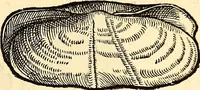 An illustration from Icones animalium quadrupedum uiuiparorum et ouiparorum : quae in Historiae animalium Conradi Gesneri libro I. et II. describuntur, cum nomenclaturis singulorum latinis, graecis, italicis, gallicis, et germanicis plerunque, et aliarum quoque linguarum, certis ordinibus digestae (1560)
