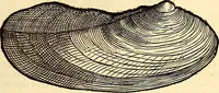 An illustration from Icones animalium quadrupedum uiuiparorum et ouiparorum : quae in Historiae animalium Conradi Gesneri libro I. et II. describuntur, cum nomenclaturis singulorum latinis, graecis, italicis, gallicis, et germanicis plerunque, et aliarum quoque linguarum, certis ordinibus digestae (1560)