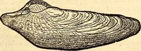 An illustration from Icones animalium quadrupedum uiuiparorum et ouiparorum : quae in Historiae animalium Conradi Gesneri libro I. et II. describuntur, cum nomenclaturis singulorum latinis, graecis, italicis, gallicis, et germanicis plerunque, et aliarum quoque linguarum, certis ordinibus digestae (1560)