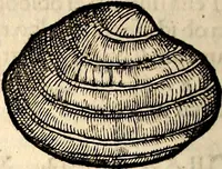 An illustration from Icones animalium quadrupedum uiuiparorum et ouiparorum : quae in Historiae animalium Conradi Gesneri libro I. et II. describuntur, cum nomenclaturis singulorum latinis, graecis, italicis, gallicis, et germanicis plerunque, et aliarum quoque linguarum, certis ordinibus digestae (1560)