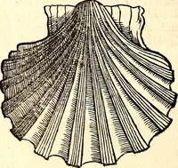 An illustration from Icones animalium quadrupedum uiuiparorum et ouiparorum : quae in Historiae animalium Conradi Gesneri libro I. et II. describuntur, cum nomenclaturis singulorum latinis, graecis, italicis, gallicis, et germanicis plerunque, et aliarum quoque linguarum, certis ordinibus digestae (1560)