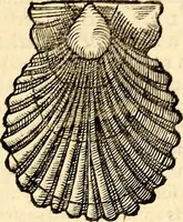 An illustration from Icones animalium quadrupedum uiuiparorum et ouiparorum : quae in Historiae animalium Conradi Gesneri libro I. et II. describuntur, cum nomenclaturis singulorum latinis, graecis, italicis, gallicis, et germanicis plerunque, et aliarum quoque linguarum, certis ordinibus digestae (1560)