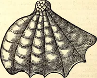 An illustration from Icones animalium quadrupedum uiuiparorum et ouiparorum : quae in Historiae animalium Conradi Gesneri libro I. et II. describuntur, cum nomenclaturis singulorum latinis, graecis, italicis, gallicis, et germanicis plerunque, et aliarum quoque linguarum, certis ordinibus digestae (1560)