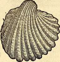 An illustration from Icones animalium quadrupedum uiuiparorum et ouiparorum : quae in Historiae animalium Conradi Gesneri libro I. et II. describuntur, cum nomenclaturis singulorum latinis, graecis, italicis, gallicis, et germanicis plerunque, et aliarum quoque linguarum, certis ordinibus digestae (1560)