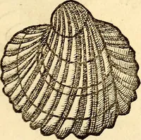 An illustration from Icones animalium quadrupedum uiuiparorum et ouiparorum : quae in Historiae animalium Conradi Gesneri libro I. et II. describuntur, cum nomenclaturis singulorum latinis, graecis, italicis, gallicis, et germanicis plerunque, et aliarum quoque linguarum, certis ordinibus digestae (1560)