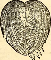 An illustration from Icones animalium quadrupedum uiuiparorum et ouiparorum : quae in Historiae animalium Conradi Gesneri libro I. et II. describuntur, cum nomenclaturis singulorum latinis, graecis, italicis, gallicis, et germanicis plerunque, et aliarum quoque linguarum, certis ordinibus digestae (1560)