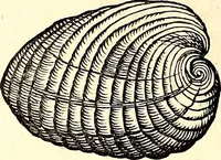 An illustration from Icones animalium quadrupedum uiuiparorum et ouiparorum : quae in Historiae animalium Conradi Gesneri libro I. et II. describuntur, cum nomenclaturis singulorum latinis, graecis, italicis, gallicis, et germanicis plerunque, et aliarum quoque linguarum, certis ordinibus digestae (1560)