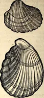 An illustration from Icones animalium quadrupedum uiuiparorum et ouiparorum : quae in Historiae animalium Conradi Gesneri libro I. et II. describuntur, cum nomenclaturis singulorum latinis, graecis, italicis, gallicis, et germanicis plerunque, et aliarum quoque linguarum, certis ordinibus digestae (1560)