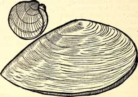 An illustration from Icones animalium quadrupedum uiuiparorum et ouiparorum : quae in Historiae animalium Conradi Gesneri libro I. et II. describuntur, cum nomenclaturis singulorum latinis, graecis, italicis, gallicis, et germanicis plerunque, et aliarum quoque linguarum, certis ordinibus digestae (1560)