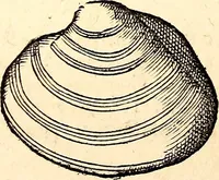 An illustration from Icones animalium quadrupedum uiuiparorum et ouiparorum : quae in Historiae animalium Conradi Gesneri libro I. et II. describuntur, cum nomenclaturis singulorum latinis, graecis, italicis, gallicis, et germanicis plerunque, et aliarum quoque linguarum, certis ordinibus digestae (1560)