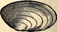 An illustration from Icones animalium quadrupedum uiuiparorum et ouiparorum : quae in Historiae animalium Conradi Gesneri libro I. et II. describuntur, cum nomenclaturis singulorum latinis, graecis, italicis, gallicis, et germanicis plerunque, et aliarum quoque linguarum, certis ordinibus digestae (1560)