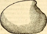 An illustration from Icones animalium quadrupedum uiuiparorum et ouiparorum : quae in Historiae animalium Conradi Gesneri libro I. et II. describuntur, cum nomenclaturis singulorum latinis, graecis, italicis, gallicis, et germanicis plerunque, et aliarum quoque linguarum, certis ordinibus digestae (1560)