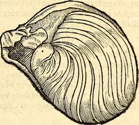 An illustration from Icones animalium quadrupedum uiuiparorum et ouiparorum : quae in Historiae animalium Conradi Gesneri libro I. et II. describuntur, cum nomenclaturis singulorum latinis, graecis, italicis, gallicis, et germanicis plerunque, et aliarum quoque linguarum, certis ordinibus digestae (1560)