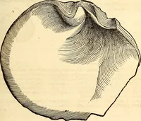 An illustration from Icones animalium quadrupedum uiuiparorum et ouiparorum : quae in Historiae animalium Conradi Gesneri libro I. et II. describuntur, cum nomenclaturis singulorum latinis, graecis, italicis, gallicis, et germanicis plerunque, et aliarum quoque linguarum, certis ordinibus digestae (1560)