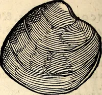 An illustration from Icones animalium quadrupedum uiuiparorum et ouiparorum : quae in Historiae animalium Conradi Gesneri libro I. et II. describuntur, cum nomenclaturis singulorum latinis, graecis, italicis, gallicis, et germanicis plerunque, et aliarum quoque linguarum, certis ordinibus digestae (1560)