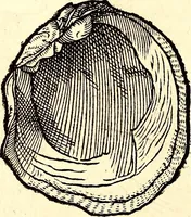An illustration from Icones animalium quadrupedum uiuiparorum et ouiparorum : quae in Historiae animalium Conradi Gesneri libro I. et II. describuntur, cum nomenclaturis singulorum latinis, graecis, italicis, gallicis, et germanicis plerunque, et aliarum quoque linguarum, certis ordinibus digestae (1560)