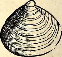 An illustration from Icones animalium quadrupedum uiuiparorum et ouiparorum : quae in Historiae animalium Conradi Gesneri libro I. et II. describuntur, cum nomenclaturis singulorum latinis, graecis, italicis, gallicis, et germanicis plerunque, et aliarum quoque linguarum, certis ordinibus digestae (1560)