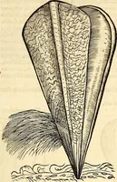An illustration from Icones animalium quadrupedum uiuiparorum et ouiparorum : quae in Historiae animalium Conradi Gesneri libro I. et II. describuntur, cum nomenclaturis singulorum latinis, graecis, italicis, gallicis, et germanicis plerunque, et aliarum quoque linguarum, certis ordinibus digestae (1560)
