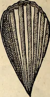 An illustration from Icones animalium quadrupedum uiuiparorum et ouiparorum : quae in Historiae animalium Conradi Gesneri libro I. et II. describuntur, cum nomenclaturis singulorum latinis, graecis, italicis, gallicis, et germanicis plerunque, et aliarum quoque linguarum, certis ordinibus digestae (1560)