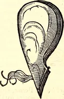 An illustration from Icones animalium quadrupedum uiuiparorum et ouiparorum : quae in Historiae animalium Conradi Gesneri libro I. et II. describuntur, cum nomenclaturis singulorum latinis, graecis, italicis, gallicis, et germanicis plerunque, et aliarum quoque linguarum, certis ordinibus digestae (1560)