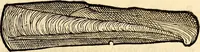 An illustration from Icones animalium quadrupedum uiuiparorum et ouiparorum : quae in Historiae animalium Conradi Gesneri libro I. et II. describuntur, cum nomenclaturis singulorum latinis, graecis, italicis, gallicis, et germanicis plerunque, et aliarum quoque linguarum, certis ordinibus digestae (1560)