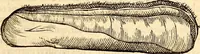 An illustration from Icones animalium quadrupedum uiuiparorum et ouiparorum : quae in Historiae animalium Conradi Gesneri libro I. et II. describuntur, cum nomenclaturis singulorum latinis, graecis, italicis, gallicis, et germanicis plerunque, et aliarum quoque linguarum, certis ordinibus digestae (1560)