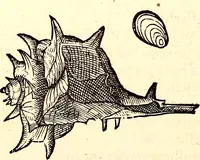 An illustration from Icones animalium quadrupedum uiuiparorum et ouiparorum : quae in Historiae animalium Conradi Gesneri libro I. et II. describuntur, cum nomenclaturis singulorum latinis, graecis, italicis, gallicis, et germanicis plerunque, et aliarum quoque linguarum, certis ordinibus digestae (1560)