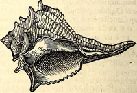 An illustration from Icones animalium quadrupedum uiuiparorum et ouiparorum : quae in Historiae animalium Conradi Gesneri libro I. et II. describuntur, cum nomenclaturis singulorum latinis, graecis, italicis, gallicis, et germanicis plerunque, et aliarum quoque linguarum, certis ordinibus digestae (1560)