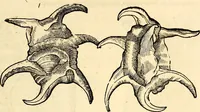 An illustration from Icones animalium quadrupedum uiuiparorum et ouiparorum : quae in Historiae animalium Conradi Gesneri libro I. et II. describuntur, cum nomenclaturis singulorum latinis, graecis, italicis, gallicis, et germanicis plerunque, et aliarum quoque linguarum, certis ordinibus digestae (1560)