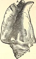 An illustration from Icones animalium quadrupedum uiuiparorum et ouiparorum : quae in Historiae animalium Conradi Gesneri libro I. et II. describuntur, cum nomenclaturis singulorum latinis, graecis, italicis, gallicis, et germanicis plerunque, et aliarum quoque linguarum, certis ordinibus digestae (1560)