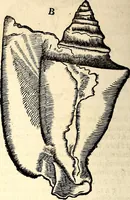An illustration from Icones animalium quadrupedum uiuiparorum et ouiparorum : quae in Historiae animalium Conradi Gesneri libro I. et II. describuntur, cum nomenclaturis singulorum latinis, graecis, italicis, gallicis, et germanicis plerunque, et aliarum quoque linguarum, certis ordinibus digestae (1560)