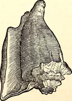 An illustration from Icones animalium quadrupedum uiuiparorum et ouiparorum : quae in Historiae animalium Conradi Gesneri libro I. et II. describuntur, cum nomenclaturis singulorum latinis, graecis, italicis, gallicis, et germanicis plerunque, et aliarum quoque linguarum, certis ordinibus digestae (1560)