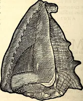An illustration from Icones animalium quadrupedum uiuiparorum et ouiparorum : quae in Historiae animalium Conradi Gesneri libro I. et II. describuntur, cum nomenclaturis singulorum latinis, graecis, italicis, gallicis, et germanicis plerunque, et aliarum quoque linguarum, certis ordinibus digestae (1560)