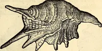 An illustration from Icones animalium quadrupedum uiuiparorum et ouiparorum : quae in Historiae animalium Conradi Gesneri libro I. et II. describuntur, cum nomenclaturis singulorum latinis, graecis, italicis, gallicis, et germanicis plerunque, et aliarum quoque linguarum, certis ordinibus digestae (1560)