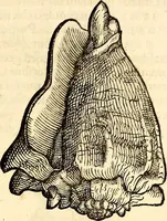 An illustration from Icones animalium quadrupedum uiuiparorum et ouiparorum : quae in Historiae animalium Conradi Gesneri libro I. et II. describuntur, cum nomenclaturis singulorum latinis, graecis, italicis, gallicis, et germanicis plerunque, et aliarum quoque linguarum, certis ordinibus digestae (1560)