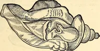 An illustration from Icones animalium quadrupedum uiuiparorum et ouiparorum : quae in Historiae animalium Conradi Gesneri libro I. et II. describuntur, cum nomenclaturis singulorum latinis, graecis, italicis, gallicis, et germanicis plerunque, et aliarum quoque linguarum, certis ordinibus digestae (1560)