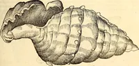 An illustration from Icones animalium quadrupedum uiuiparorum et ouiparorum : quae in Historiae animalium Conradi Gesneri libro I. et II. describuntur, cum nomenclaturis singulorum latinis, graecis, italicis, gallicis, et germanicis plerunque, et aliarum quoque linguarum, certis ordinibus digestae (1560)