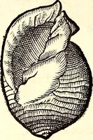 An illustration from Icones animalium quadrupedum uiuiparorum et ouiparorum : quae in Historiae animalium Conradi Gesneri libro I. et II. describuntur, cum nomenclaturis singulorum latinis, graecis, italicis, gallicis, et germanicis plerunque, et aliarum quoque linguarum, certis ordinibus digestae (1560)