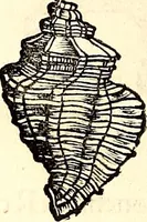 An illustration from Icones animalium quadrupedum uiuiparorum et ouiparorum : quae in Historiae animalium Conradi Gesneri libro I. et II. describuntur, cum nomenclaturis singulorum latinis, graecis, italicis, gallicis, et germanicis plerunque, et aliarum quoque linguarum, certis ordinibus digestae (1560)