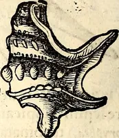 An illustration from Icones animalium quadrupedum uiuiparorum et ouiparorum : quae in Historiae animalium Conradi Gesneri libro I. et II. describuntur, cum nomenclaturis singulorum latinis, graecis, italicis, gallicis, et germanicis plerunque, et aliarum quoque linguarum, certis ordinibus digestae (1560)