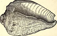 An illustration from Icones animalium quadrupedum uiuiparorum et ouiparorum : quae in Historiae animalium Conradi Gesneri libro I. et II. describuntur, cum nomenclaturis singulorum latinis, graecis, italicis, gallicis, et germanicis plerunque, et aliarum quoque linguarum, certis ordinibus digestae (1560)