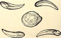 An illustration from Icones animalium quadrupedum uiuiparorum et ouiparorum : quae in Historiae animalium Conradi Gesneri libro I. et II. describuntur, cum nomenclaturis singulorum latinis, graecis, italicis, gallicis, et germanicis plerunque, et aliarum quoque linguarum, certis ordinibus digestae (1560)