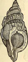 An illustration from Icones animalium quadrupedum uiuiparorum et ouiparorum : quae in Historiae animalium Conradi Gesneri libro I. et II. describuntur, cum nomenclaturis singulorum latinis, graecis, italicis, gallicis, et germanicis plerunque, et aliarum quoque linguarum, certis ordinibus digestae (1560)
