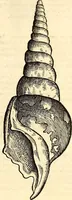 An illustration from Icones animalium quadrupedum uiuiparorum et ouiparorum : quae in Historiae animalium Conradi Gesneri libro I. et II. describuntur, cum nomenclaturis singulorum latinis, graecis, italicis, gallicis, et germanicis plerunque, et aliarum quoque linguarum, certis ordinibus digestae (1560)
